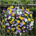 Ultimate Hanging Baskets - Strawberry, Tomato, Flower, and Herb Outdoor Planters... - Image 3