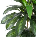 Artificial Dracaena Tree with White Tall Planter, 5ft Tall Potted Artificial Dra... - Image 4