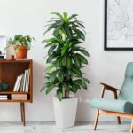Artificial Dracaena Tree with White Tall Planter, 5ft Tall Potted Artificial Dra... - Image 9