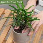 Ekirlin 3.5 inch Plant Pot Indoor, Grey Cement Flower Planters for Home Decor, M... - Image 5