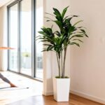 Artificial Dracaena Tree 5FT with White Tall Planter - Faux Tree Tall Fake Floor... - Image 6