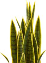 Nearly Natural 33” Sansevieria Artificial Silk Plants Green - Image 3
