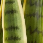 Nearly Natural 33” Sansevieria Artificial Silk Plants Green - Image 7