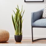 Nearly Natural 33” Sansevieria Artificial Silk Plants Green - Image 8