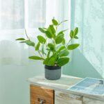 Fake Ficus Plants 14.5 Inches Tall Artificial Ficus Indoor Plants with Green Lif... - Image 3