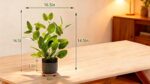 Fake Ficus Plants 14.5 Inches Tall Artificial Ficus Indoor Plants with Green Lif... - Image 5