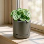 D'vine Dev Set of 4 Small Ceramic Plant Pots, 4.7 Inch Succulent Planter Pot for... - Image 7