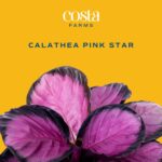 Costa Farms Calathea Pink Star Live Plant in Decorative Pot, Indoor Houseplant, ... - Image 4