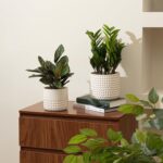 La Jolie Muse Ceramic Planter Flower Plant Pots- 6.7+5.5 Inch Concave Dot Patter... - Image 5
