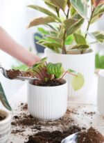 LE TAUCI Ceramic Planters, 8.3/7/6 Inch Indoor Pots for Plants with Drainage Hol... - Image 3