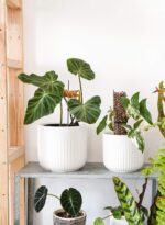 LE TAUCI Ceramic Planters, 8.3/7/6 Inch Indoor Pots for Plants with Drainage Hol... - Image 4