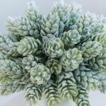 Winlyn Set of 3 Small Artificial Succulent Potted Plants Fake Aloe Hops String o... - Image 4