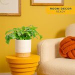 Costa Farms Calathea Live Plant in Decorative Pot, Indoor Houseplant, Perfect fo... - Image 3