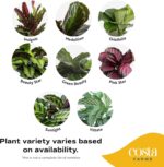 Costa Farms Calathea Live Plant in Decorative Pot, Indoor Houseplant, Perfect fo... - Image 4