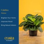Costa Farms Calathea Live Plant in Decorative Pot, Indoor Houseplant, Perfect fo... - Image 5