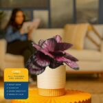 Costa Farms Calathea Live Plant in Decorative Pot, Indoor Houseplant, Perfect fo... - Image 6