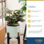 Costa Farms Calathea Live Plant in Decorative Pot, Indoor Houseplant, Perfect fo... - Image 7