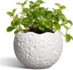 4 Inch Plant Pots - Ceramic Pots for Plants with Drainage Hole, Small Planter fo... - Image 2