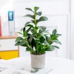 AlphaAcc 16 inch Artificial Indoor Plants Office Desk Faux Plant Peperomia Leaf ... - Image 2