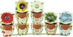 BUZZY Seeds Mini Terracotta Pots 12-Pack with Plant Seeds, Poppy, Sunflower, Dai... - Image 2