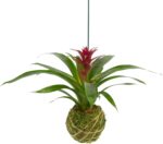 Better-GRO Bromeliad Hanging Kokedama – Indoor/Outdoor Decorative Planter, Low M... - Image 2