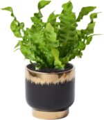 Black Gold Ceramic Succulent Plant Pots Floral Small Plant Pots Indoor Modern Ro... - Image 2