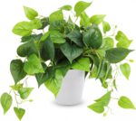 CEWOR Artificial Plants Fake Pothos with Plastic Pot Artificial Potted Plant for... - Image 2
