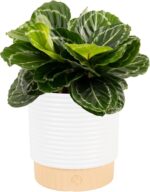 Costa Farms Calathea Live Plant in Decorative Pot, Indoor Houseplant, Perfect fo... - Image 2