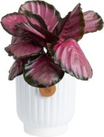 Costa Farms Calathea Pink Star Live Plant in Decorative Pot, Indoor Houseplant, ... - Image 2