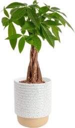 Costa Farms Money Tree (Pachira Aquatica) Live Indoor Bonsai-Style Plant, 12-16 ... - Image 2