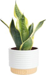 Costa Farms Snake Plant, Live Sansevieria Indoor Houseplant in 4-Inch Decorative... - Image 2