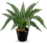 DILATATA Artificial Dracaena Plant in Black Pot 13.8 Inch Faux Potted Dracaena S... - Image 2