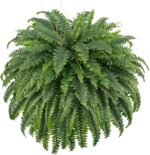FOREST PRINCE 50" Artificial Boston Ferns, Fake Bush Plants, Large Faux Ferns wi... - Image 2