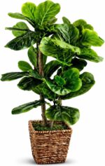 Fake Plant 3ft Faux Fiddle Leaf Fig Tree by LCG Florals in Premium Woven Basket,... - Image 2