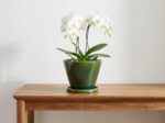 Glazed Gradient Color Ceramic Planter with Drainage Hole & Saucer for Indoor Tro... - Image 2