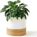 HASENSE Ceramic Plant Pot with Saucer, 6 Inch Planter for Indoor Plants with Dra... - Image 2