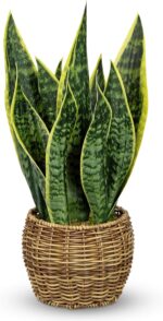 Hollyone Artificial Snake Plant in Woven Basket 17" Faux Sansevieria Trifasciata... - Image 2