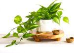 Kurrajong Farmhouse Dark Green Fake pothos | Fake Plant for Shelf Decor | Artifi... - Image 2