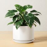 LE TAUCI Ceramic Pots for Plants, 6.8 Inch Plant Pots with Drainage Hole & Sauce... - Image 2