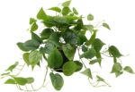 LOYWREE Artificial Scindapsus Aureus Fake Pothos Plants in Black Pots - Realisti... - Image 2