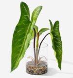 SUNPRAIRIE Realistic Faux Plant in Clear Pot with Artificial Water, Narrow Arrow... - Image 2