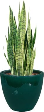 Sunnydaze Large Ceramic Plant Pot - Round Outdoor Glazed Ceramic Planter Pot wit... - Image 2