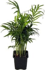 Victorian Parlor Palm - Chamaedorea - 4" Pot - Live Plant - Image 2