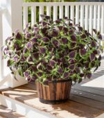 florisso Artificial Greenery Plants Outdoor, 5 Pcs Faux Coleus Plants UV Resista... - Image 2